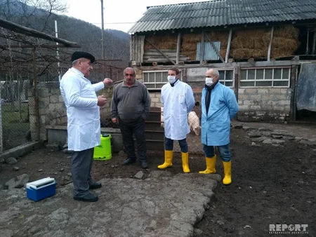 Gürcüstanla sərhəd olan Qax rayonunda donuz qripinə qarşı tədbirlər görülür - FOTO