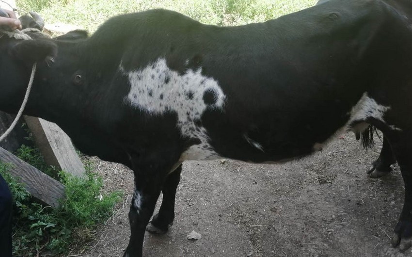 Lerik rayonunda heyvanlar arasında xəstəlik yayılıb - FOTO