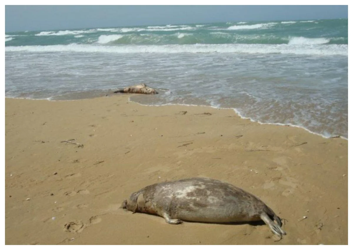 Xəzərin sahilində suitilərin ölümü ilə bağlı məsələyə aydınlıq gətirilib