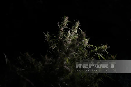 В Ходжалы обнаружена очередная плантация наркотиков