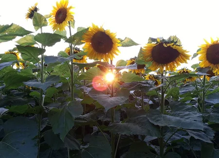 ​Amerikalı fermer mərhum həyat yoldaşının xatirəsinə 162 hektar günəbaxan əkib - FOTO