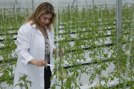 Azərbaycanda ilk dəfə istixana şəraitində zərərvericilərə qarşı bioloji mübarizə üsulu tətbiq olunub