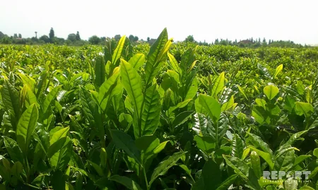 Astara çayı Made in Azerbaijan brendi altında xaricə ixrac ediləcək - FOTO