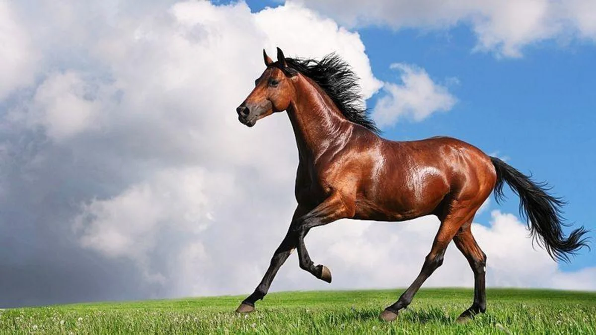 Azerbaijan spent 500,000 manats on breeding Karabakh and Dilbaz horses last year