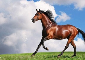 Azerbaijan spent 500,000 manats on breeding Karabakh and Dilbaz horses last year