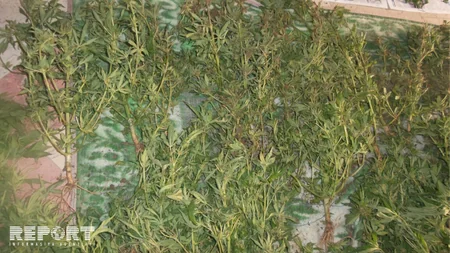 Lənkəran sakininin əkin sahəsindən 274 çətənə kolu aşkarlanıb - FOTO