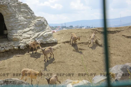 Tbilisi zooparkının sevimli və nəcib sakinləri - Azərbaycanın hədiyyəsi - VİDEOREPORTAJ