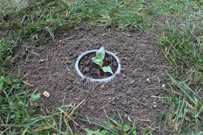 Gürcüstanda Azərbaycan şəhidlərinin xatirəsi anılıb, xarıbülbül gülü əkilib