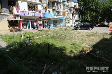 В Баку жители провели акцию протеста против вырубки деревьев - ФОТО