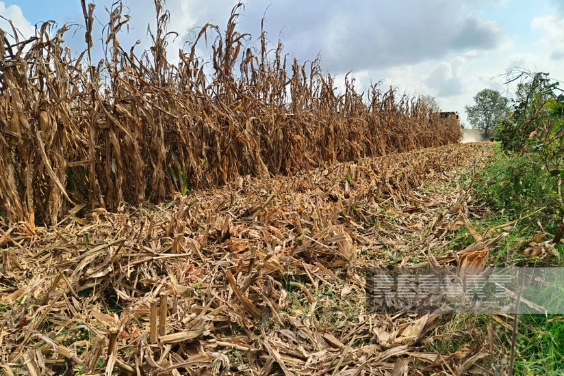 Zaqatalada qarğıdalı yığımı yekunlaşır, bu il ötənilkindən çox məhsuldarlıq gözlənilir