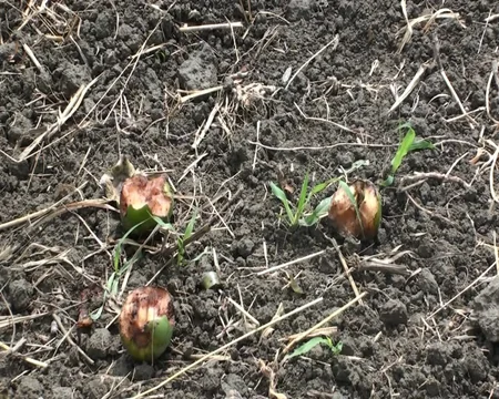 Göyçayda bir gecədə 60-dan çox meyvə ağacı kəsilib