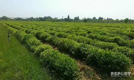 Astara çayı Made in Azerbaijan brendi altında xaricə ixrac ediləcək - FOTO