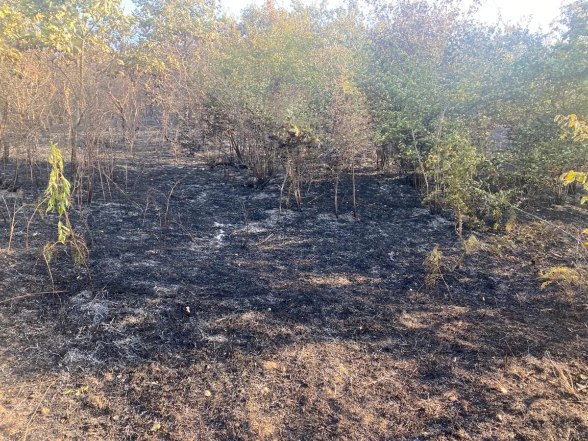 В Губе сгорело 500 га леса, пожар локализован