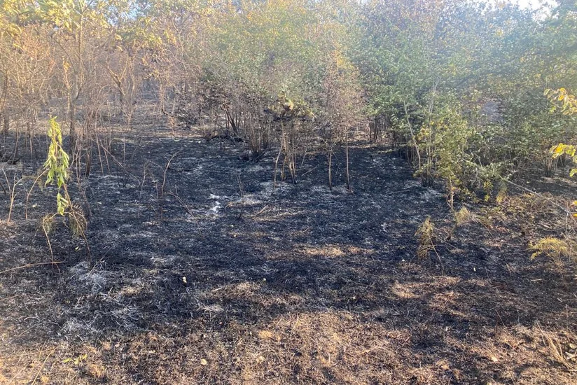 В Губе сгорело 500 га леса, пожар локализован