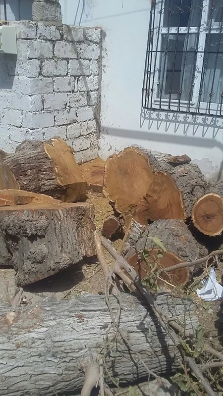 Sumqayıtda tut ağacını kəsdirən qadınla bağlı akt tərtib olunub