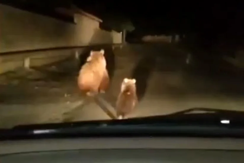 Balakəndə ayılar peyda olub