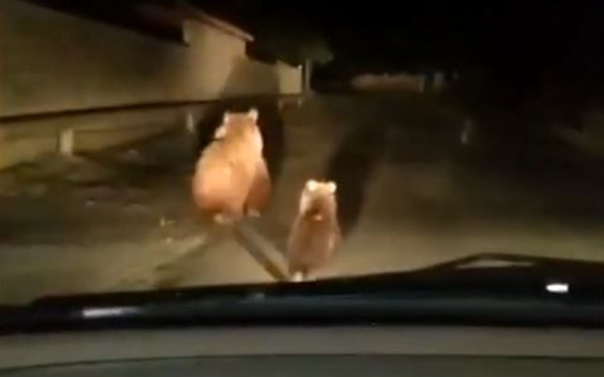 Balakəndə ayılar peyda olub