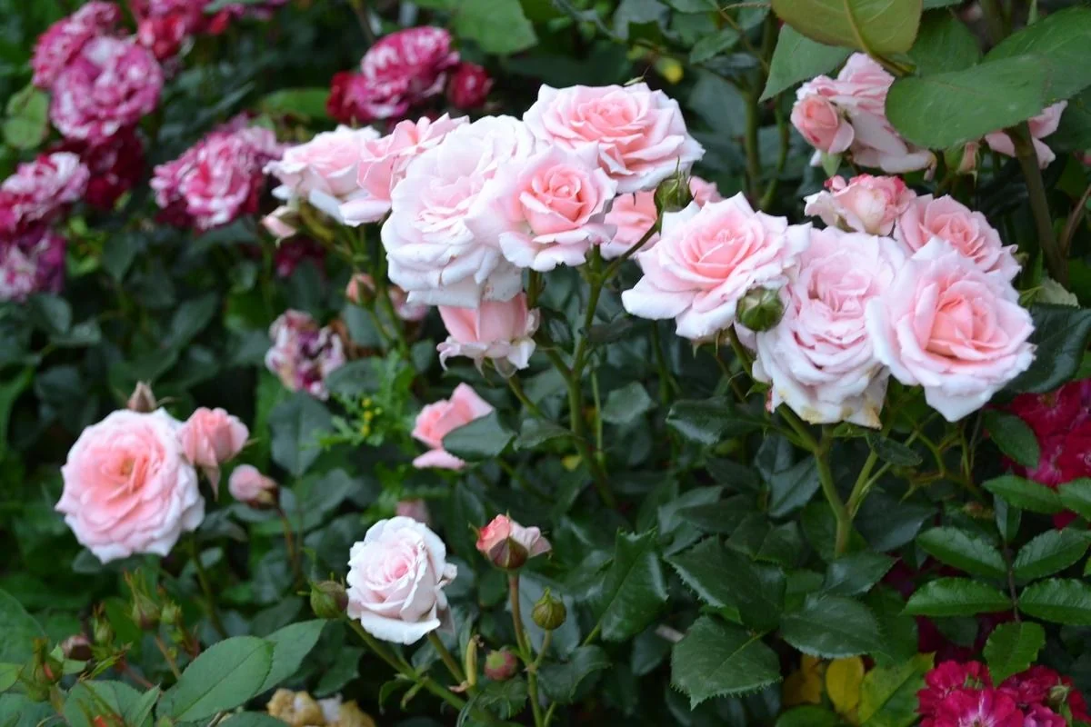 Naxçıvanda qızılgül əkini sahələri genişləndiriləcək