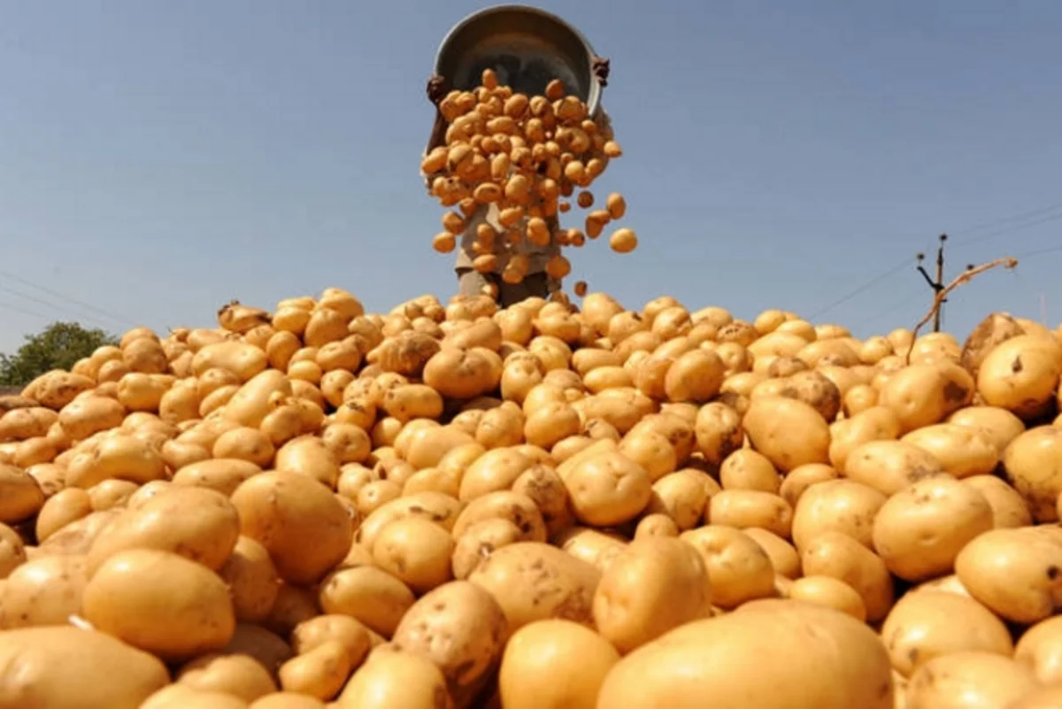 Azerbaijan imports potato worth $ 18,000 from Ukraine