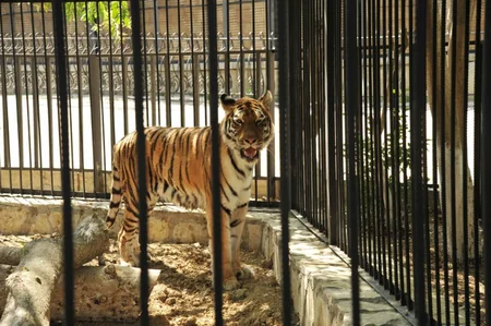 ​Leyla Əliyevanın təşəbbüsü ilə Bakı Zooloji Parkında yeni qəfəs quraşdırılıb