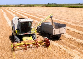 Bu günə qədər Azərbaycanda 102 032 ton arpa yığılıb
