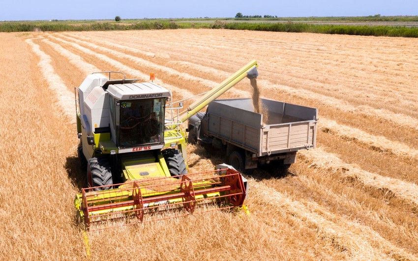 Bu günə qədər Azərbaycanda 102 032 ton arpa yığılıb
