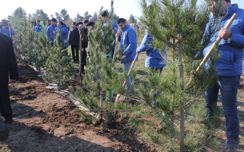Wind Tuesday in Azerbaijan: Over 22,000 trees planted for greener future