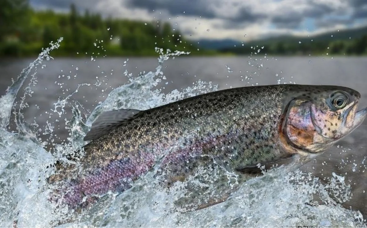 Azerbaijan starts importing trout from 3 more countries