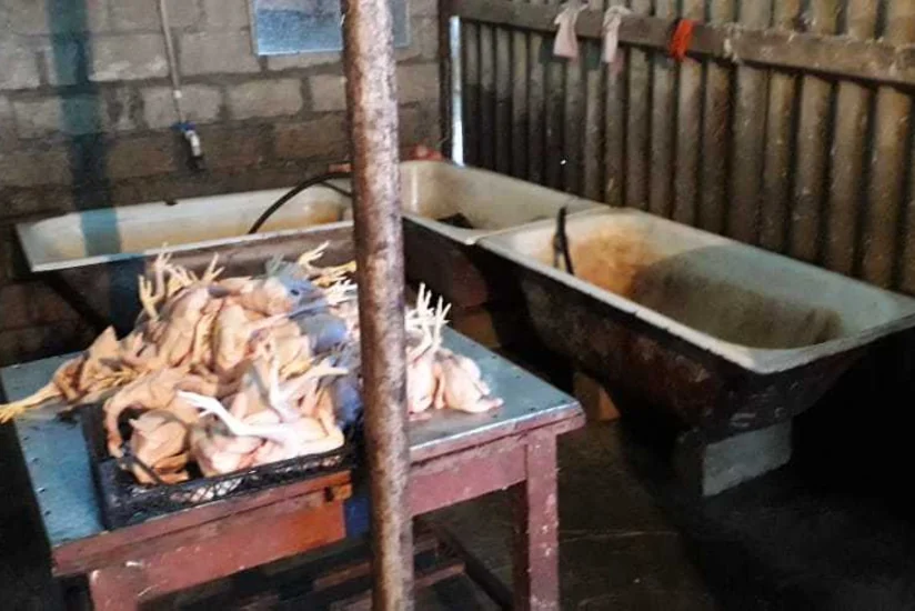 Samuxda qanunsuz və anti-sanitar şəraitdə fəaliyyət göstərən toyuq sexi aşkarlanıb
