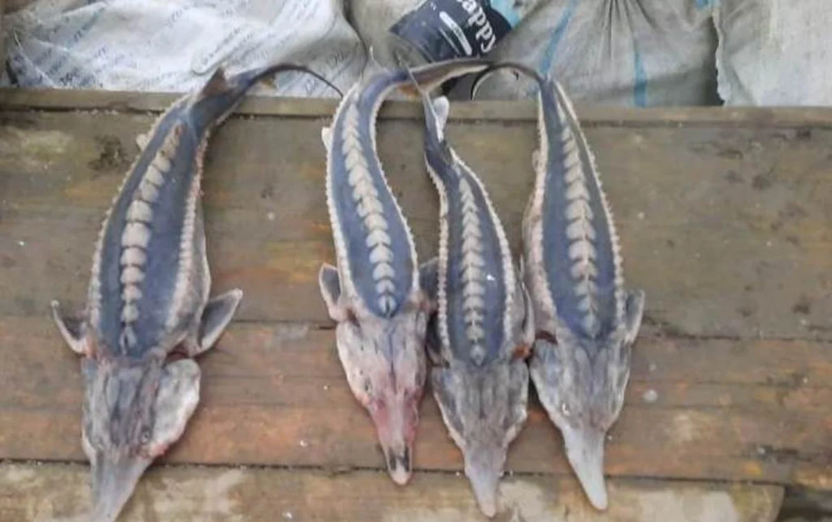 Qanunsuz balıq ovladıqlarına görə 20 nəfər saxlanılıb