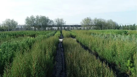 Azərbaycanda rekord sayda ağac əkiləcək