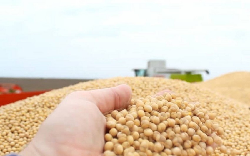 Çindən Azərbaycana soya idxalı bərpa edilib
