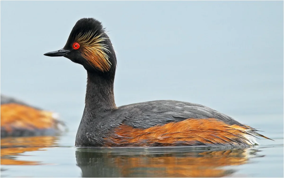 Azərbaycanda 20 növ quşun adı dəyişdirilib - SİYAHI