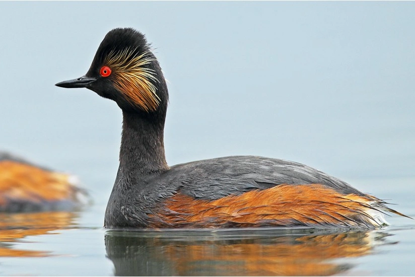 Azərbaycanda 20 növ quşun adı dəyişdirilib - SİYAHI