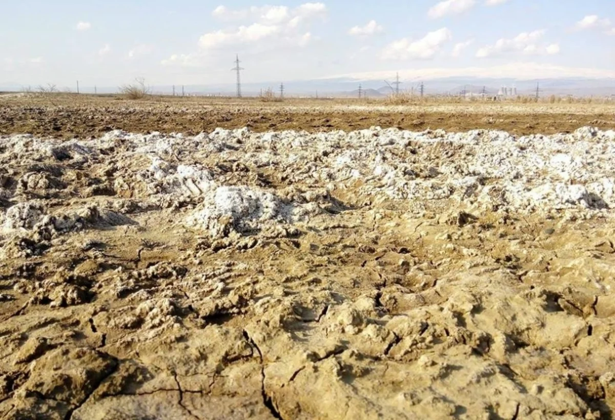 Restoring fertility of saline soils in Azerbaijan to be important step within COP29