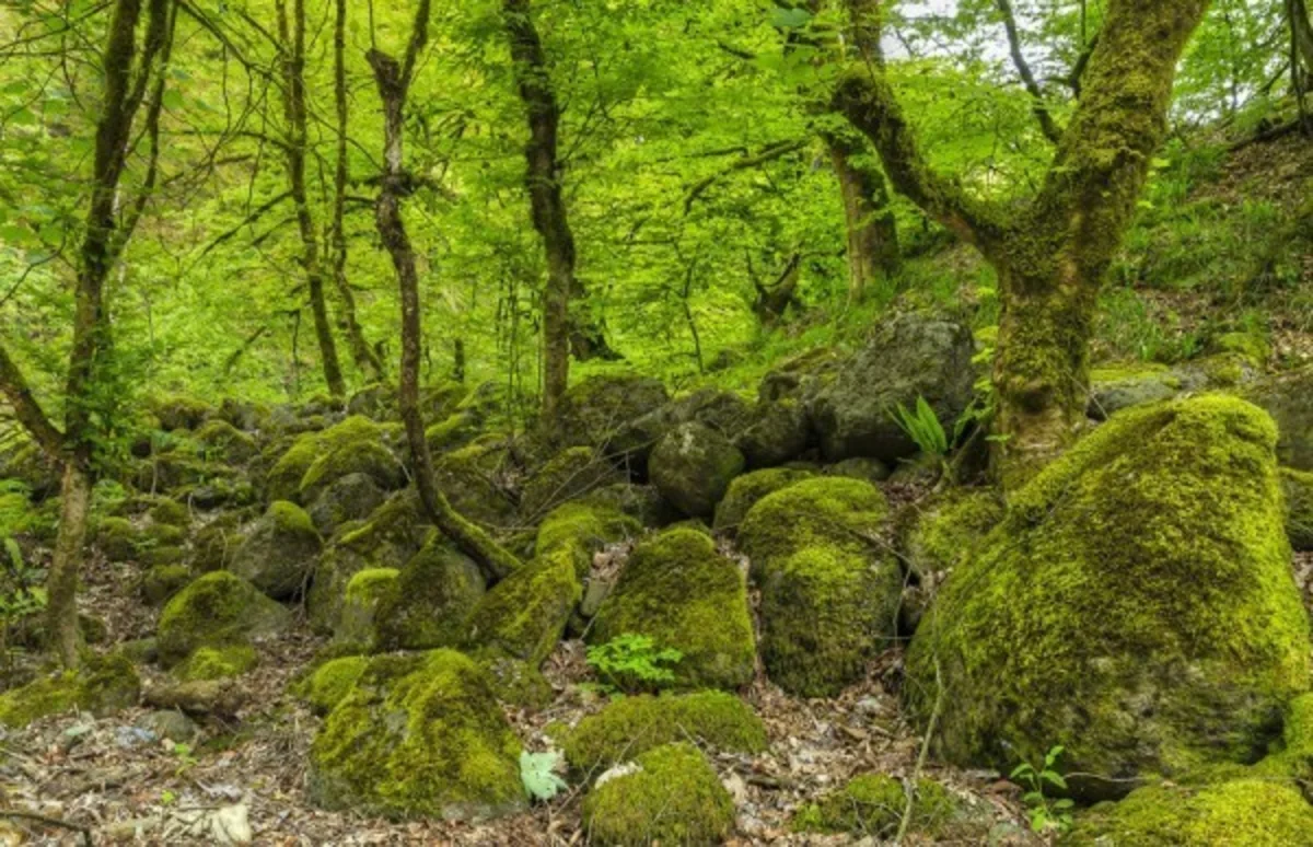 Bu il Azərbaycanın Milli Parklarına səfər edənlərin sayı açıqlanıb