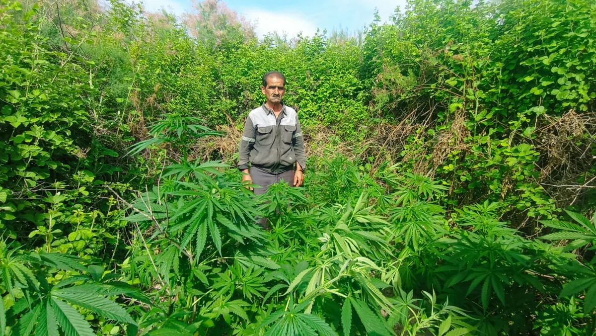 Kür çayının sahilində narkotik yetişdirən şəxs saxlanılıb