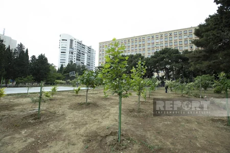 Qarabağdan tinglər gətirib, Bakıda əkə bilərik - Nadir ağaclar parkından REPORTAJ
