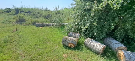 Zərdabda ağacları kəsən şəxslər saxlanılıb