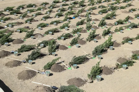 Tree-planting campaign held in Baku
