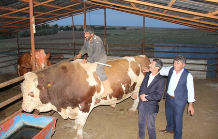 2.2-ton bull will be sacrificed in Turkey on Eid al Adha - PHOTO