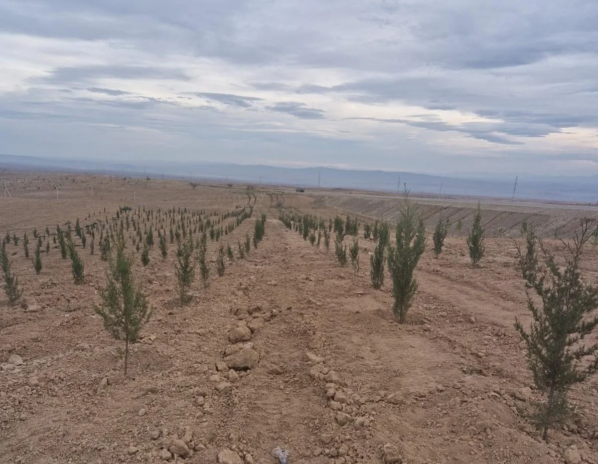 Dostluq Meşəsində 63 mindən çox ağac əkilib