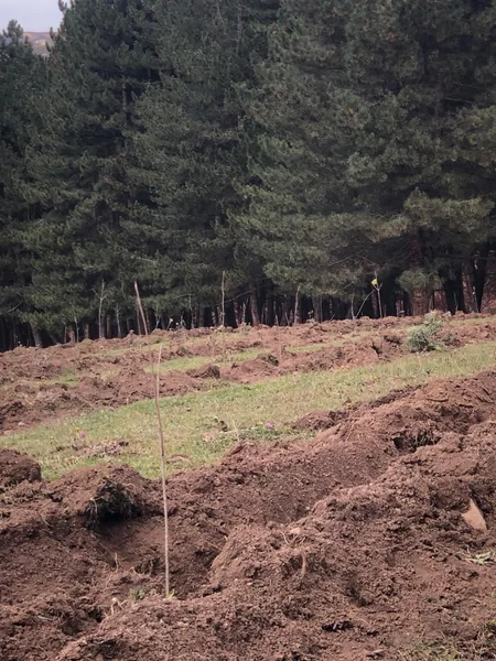 Ölkə üzrə payız ağac əkininə başlanılıb