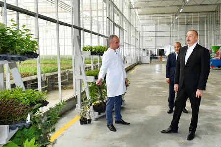 İlham Əliyev və Mehriban Əliyeva “Grand-Agro İnvitro” MMC-nin müəssisəsi ilə tanış olub