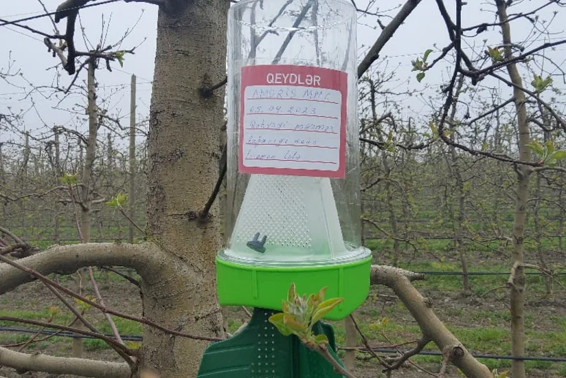 AQTA qəhvəyi mərmər bağacığı ilə bağlı qabaqlayıcı tədbirlər həyata keçirir