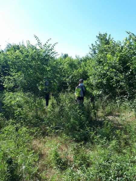 Azərbaycanda 2 hektar sahədə 1 ton narkotik bitki aşkarlandı - VİDEO