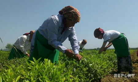 Astara çayı Made in Azerbaijan brendi altında xaricə ixrac ediləcək - FOTO