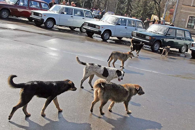 Səhiyyə Nazirliyi: Sumqayıtda 5 yaşlı qız it dişləməsi nəticəsində quduzluqdan ölüb