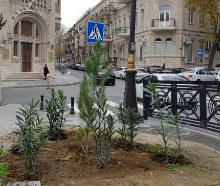 Bakıda qurumuş və təhlükə yaradan ağaclar 2000-dən çox müxtəlif cinsli ağacla əvəzlənib