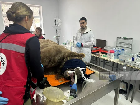 Altıağacda qonur ayılar peyvəndlənib